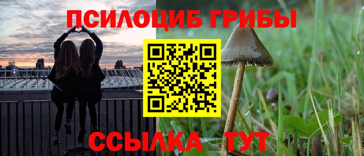 Галлюциногенные грибы Psilocybe Тамбов